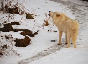 Howling Arctic Wolf