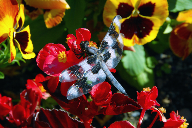 Dragonfly on Flowers