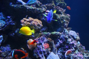 Tropical Fish at a Coral Reef
