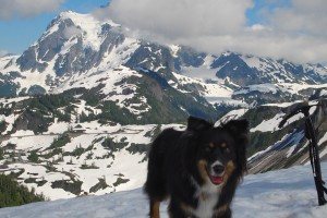 Riva at Herman Pass w/Mt Shuksan in background