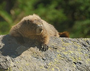 Marmot Along the Trail