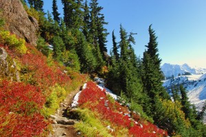 Fall colors at Heather Meadows, North Cascades, Washington
