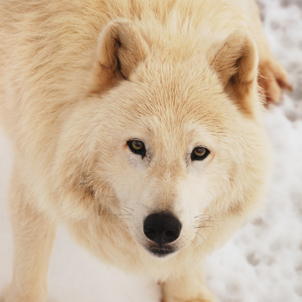 Arctic wolf