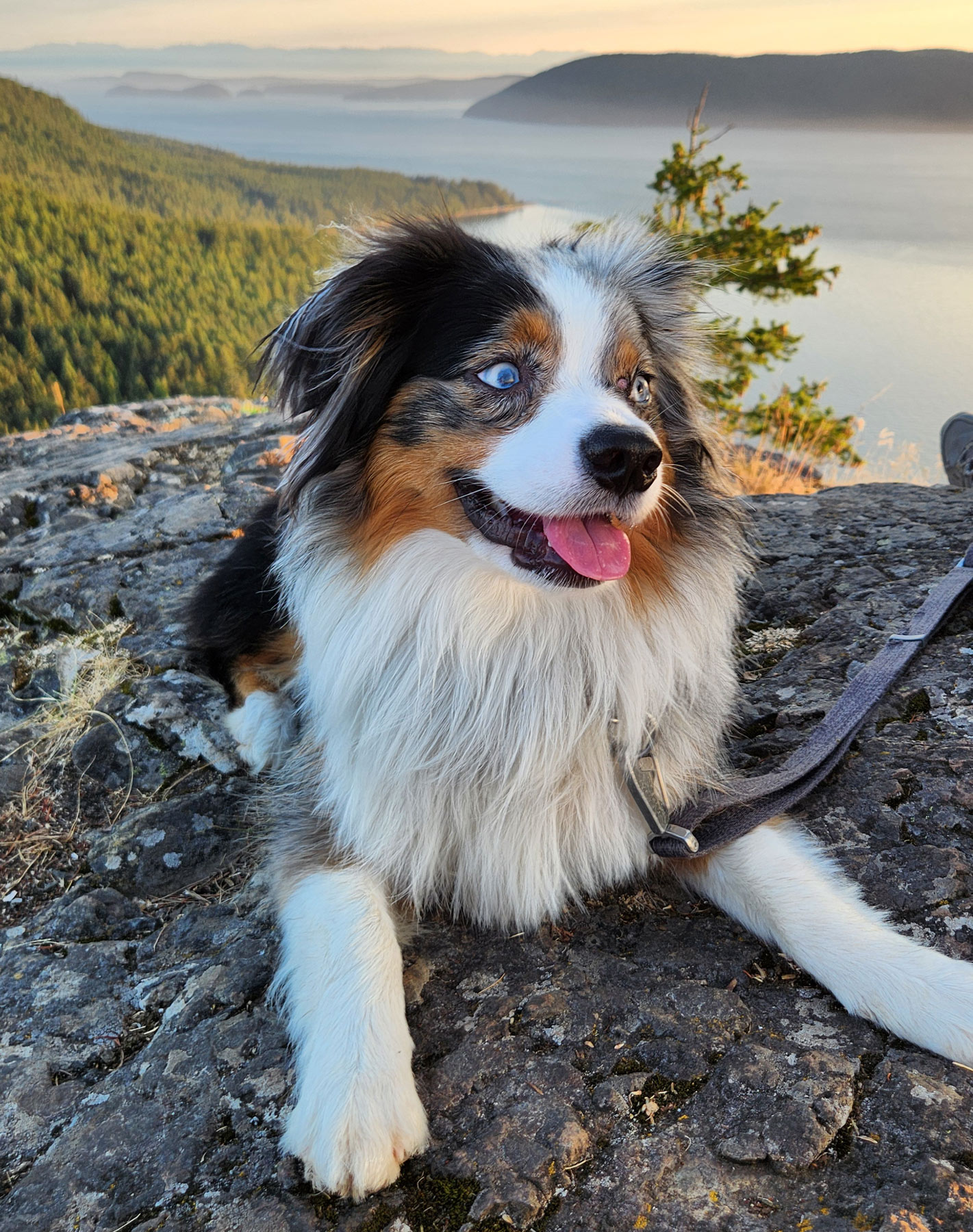 Meadow, a mini-Aussie with San Juan Islands in the background