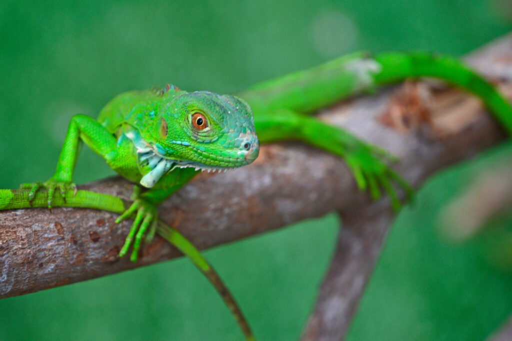 A young green iguana on a tree branch